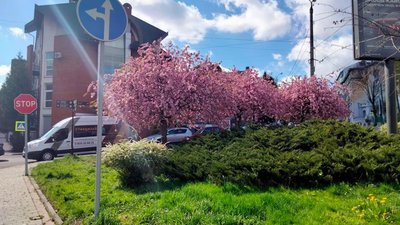 У Львові почали масово цвісти сакури (ФОТО)