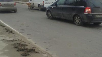 Як у Львові чоловік вигулював собаку, прив'язавши до автівки