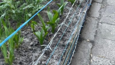 У Львові колючий дріт може травмувати перехожих