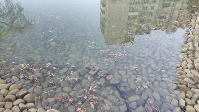 У Львові вісім років не могли заповнити озеро водою