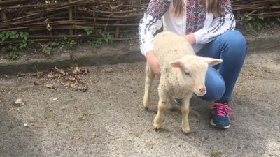 У Львові перехожі врятували ягня, яке везли на великодній  шашлик (ФОТО)