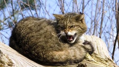 У Львові від сказу померла 40-річна мешканка Волині