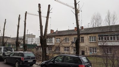 Як у Львові знищили дерева (ФОТО)