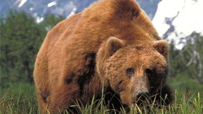 Осіннє тепло не дає заснути ведмедям: клишоногі гуляють у Карпатах