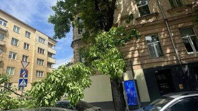 У Львові велика гілка впала на автівку