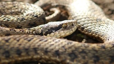 Змії продовжують атакувати: на  Львівщині чоловік став жертвою плазуна