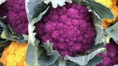 Львівські фермери виростили кольорову цвітну капусту