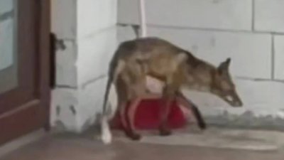 В елітному селищі біля Львова бігала хвора лисиця (ВІДЕО)