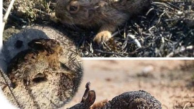 Депутати Львівської облради закликали не палити траву