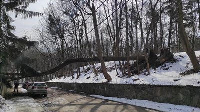 У Львові дерево пошкодило паркан приватного будинку (ФОТО)
