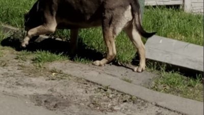 У Львові собака накинувся на жінку (ФОТО)
