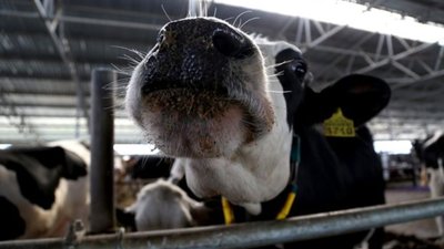 На Львівщині у 2019 році відкриють 9 сімейних молочних ферм за підтримки уряду Канади