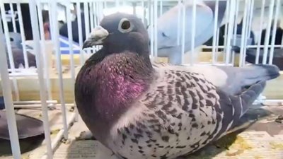 У Золочеві відбудеться виставка голубів