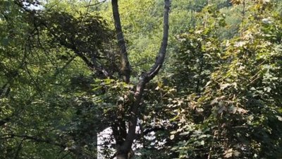 Садовий позрізає дерева на Личаківській