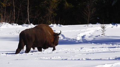 На Львівщині зaфiксyвaли двi нaйчисeльнiшi популяції зубрів (ФОТО)