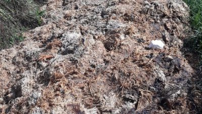 На Львівщині рештки курей забруднюють землю