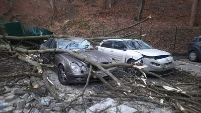 Власники відсудили компенсацію за розбиті деревом авто у Львові