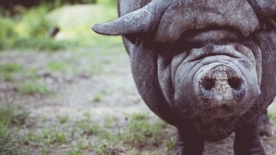 На Львівщині фермер  влаштував скотомогильник просто неба (ФОТО)
