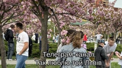 У Львові заради фото ламають сакуру