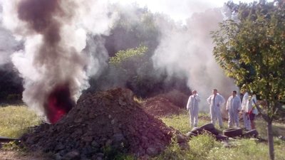 На Львівщині через спалах АЧС утилізовано 27 тис свиней