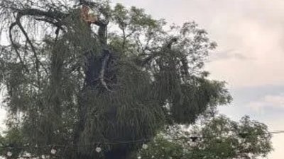 У Львові буревій знищив історичну модрину