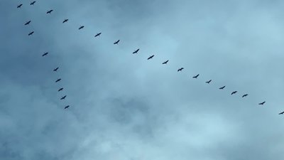 Над Львівщиною з’явилися журавлині ключі (ФОТО)