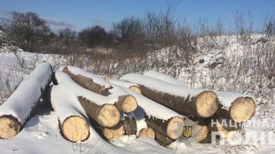 На Львівщині продовжують незаконно вирубувати ліс