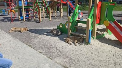 У Львові дитячий майданчик окупували бродячі собаки (ФОТО)
