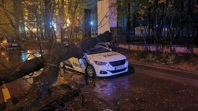У Львові юридична компанія «Поліс», на службовий автомобіль якої впало дерево, готує позов до суду
