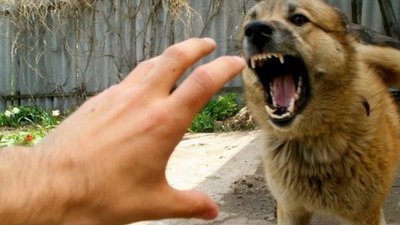 На Львівщині від сказу померла пенсіонерка, яку покусало цуценя