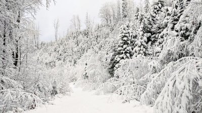 Гірські райони Львівщини рясно засипає снігом (ФОТО)