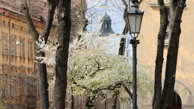 На Вербну неділю Львів потопає у цвітінні (ФОТОРЕПОРТАЖ)
