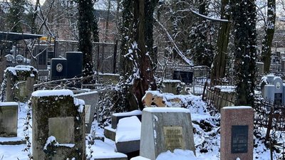 У Львові на Янівському цвинтарі є понад 220 аварійних дерев (ФОТО, ВІДЕО)