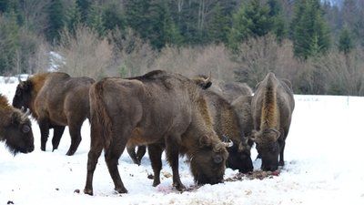 На Львівщині майже на 6% зросла популяція диких тварин