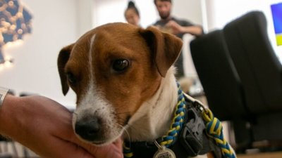 Пса Патрона нагородили дві ветеранські організації США