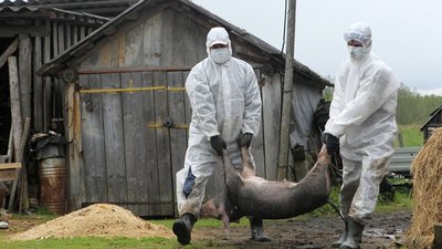 Біля Львова масово вмирають свині