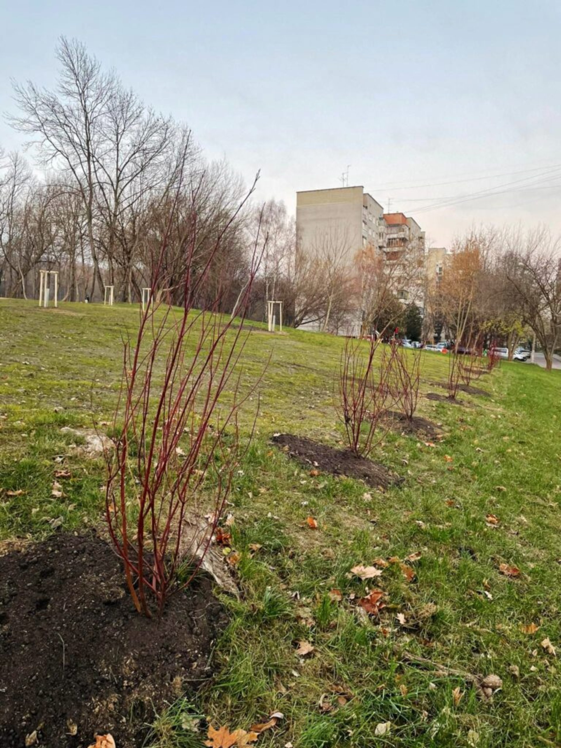 У Замарстинівському парку висадять понад тисячу рослин
