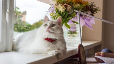 У Львові для переселенців та врятованих ними котів влаштували фотосесію