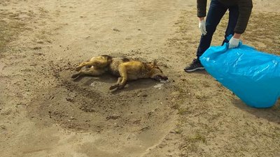 У Жовкві в страшних муках загинула собака