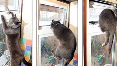 У Львові підліток і десяток котів опинилися в палаючій квартирі (ВІДЕО)