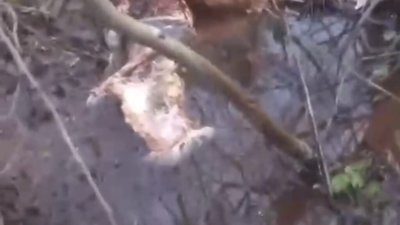 П'ять козуль вбили браконьєри на межі Франківської та Львівської областей