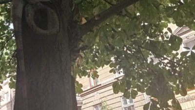 У Львові на дереві знайшли екзотичну ігуану (ФОТО)