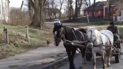На Львівщині коні перекинули фіру з людьми: є загиблі і травмовані