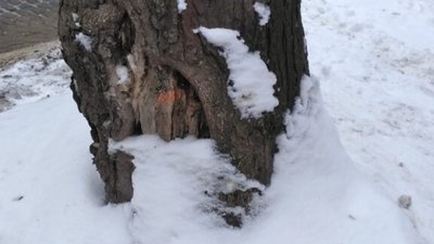 У Львові на вулиці Шевченка зріжуть дерева (ФОТО)