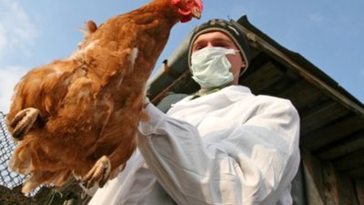 На Київщині зафіксували спалах пташиного грипу