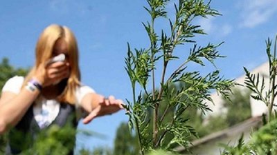 На Львівщині виявлено нові вогнища поширення одного з найнебезпечніших бур‘янів-алергенів