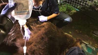 Як у Львові рятували травмованого ведмедя (ФОТО)