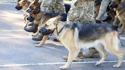 Собаки прикордонників вперше стануть учасниками параду до 30-річчя Незалежності України (ФОТО)