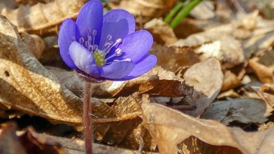 У поліських лісах зацвіли блакитні квіти (ФОТО)