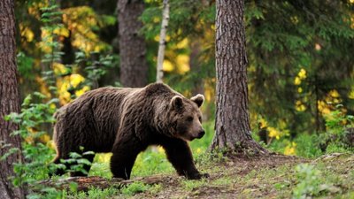 На Львівщині грибник зустрівся з ведмедем